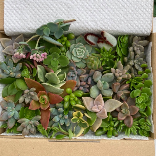 多肉植物 カット苗 セット 色どりいろいろ 詰め合わせ 育てる 寄せ植え