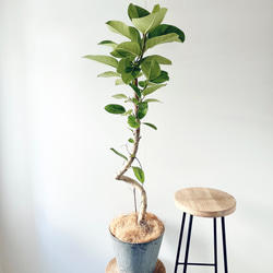 猫じゃらし サボテン リプサリス ホリダ 観葉植物 吊り下げ calm