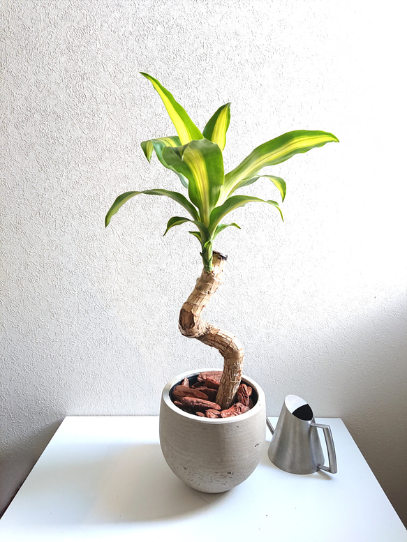 ドラセナ　フレグランス　【マッサンゲアナ】　ロング陶器鉢　植え込み発送 観葉植物 幸福の木 ドラセナ フレグランス 'マッサンゲアナ' 高
