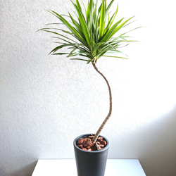 ○数量限定○新作○ 希少種 幸せの木 曲げ木 ”ドラセナ ナビー（ロング