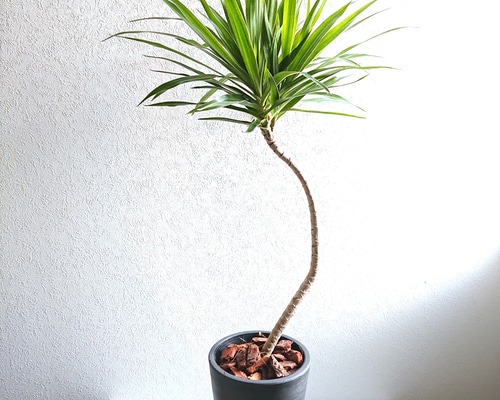 ★専用★　ドラセナ　オンベット 02e4da71372470ad14d426ac9ca6ad