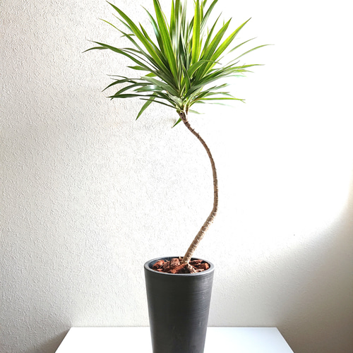 ○数量限定○新作○ 希少種 幸せの木 曲げ木 ”ドラセナ ナビー（ロング