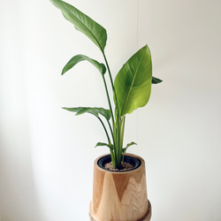 猫じゃらし サボテン リプサリス ホリダ 観葉植物 吊り下げ calm