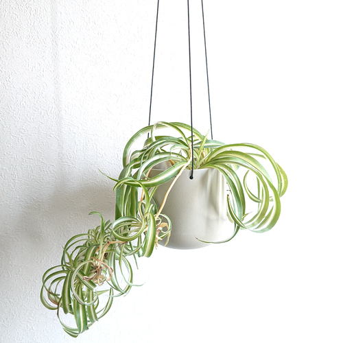 オリヅルラン ボニー 大型株 2 ○数量限定○ 希少な子株付き