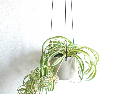 オリヅルラン ボニー 大型株 2 オリヅルラン ボニー 大型株 手渡し 2 オリヅルラン・ボニーの育て方