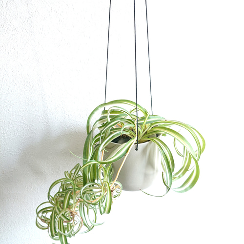 ○数量限定○ 希少な子株付き ”オリヅルラン ボニー 折鶴蘭 軽量