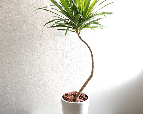 ［現品］【希少】☆数量限定☆ 80番　ドラセナナビー　龍　観葉植物　大型　室内 ドラセナ・ナビー 龍が昇る姿のように仕立てられたドラセナ・ナビー