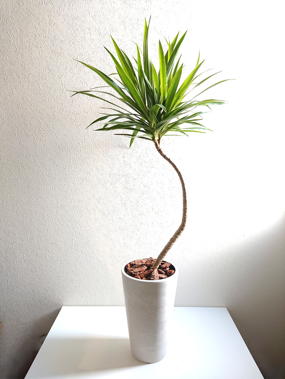 ○数量限定○新作○ 希少種 幸せの木 曲げ木 ”ドラセナ ナビー（ロング