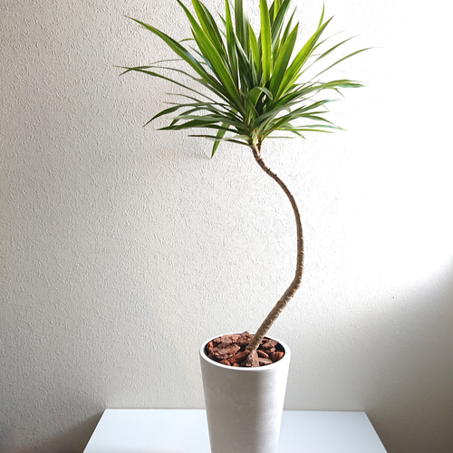 期間限定！旅人の木/60サイズ 楽天市場】＼5日間限定ポイント5倍／観葉植物 小さい 特大 旅人の