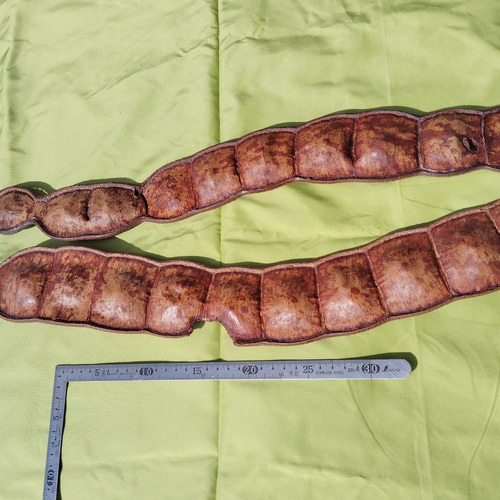 世界一大きな豆もだまのサヤ・2本組 モビール ほんわか工房 種と貝で