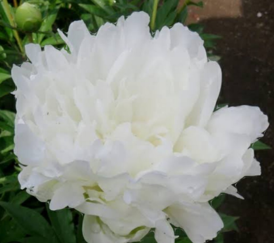 牡丹【氷点】個体により微妙に違うグラデーションが素敵