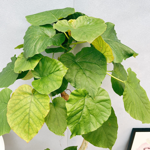［現品］42番　フィカス　ウンベラータ　曲がり　8号　観葉植物　室内　大型　人気 フィカス・ウンベラータ （曲がり樹形） 8号鉢 観葉植物 本物