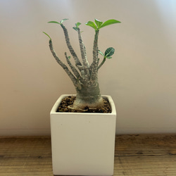 多肉植物 寄せ植え そのまま飾れる(˶﻿・ө・˶)﻿シマエナガ 多肉植物