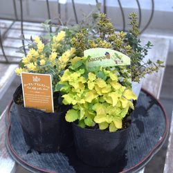寄せ植えの相棒！リーフセットⅢ】明るい寄せ植えが作れるカラーリーフ