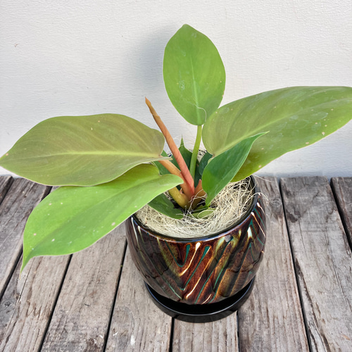 メリノニーゴールド＊フィロデンドロン＊観葉植物＊新品種＊ アート