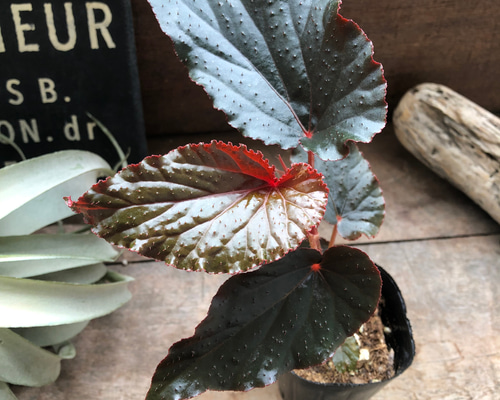 怪奇植物 ベゴニアメラノブラータ 新芽つき　激レア希少植物③ 怪奇植物 ベゴニアメラノブラータ 新芽つき 激レア希少植物