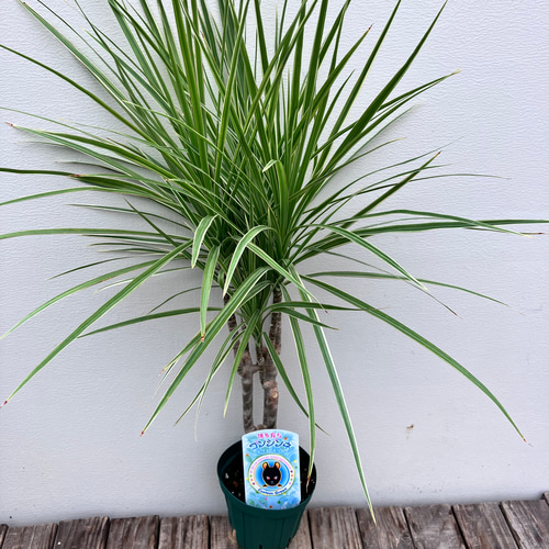 コンシンネ＊ドラセナ＊太め株＊観葉植物 アートフラワー bloom town