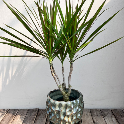 コンシンネ＊ドラセナ＊太め株＊観葉植物 アートフラワー bloom town