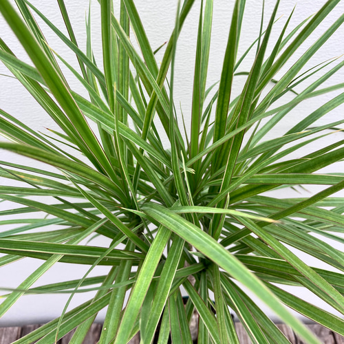 コンシンネ＊ドラセナ＊太め株＊観葉植物 アートフラワー bloom town