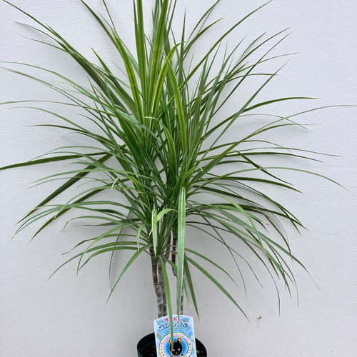 コンシンネ＊ドラセナ＊太め株＊観葉植物 アートフラワー bloom town