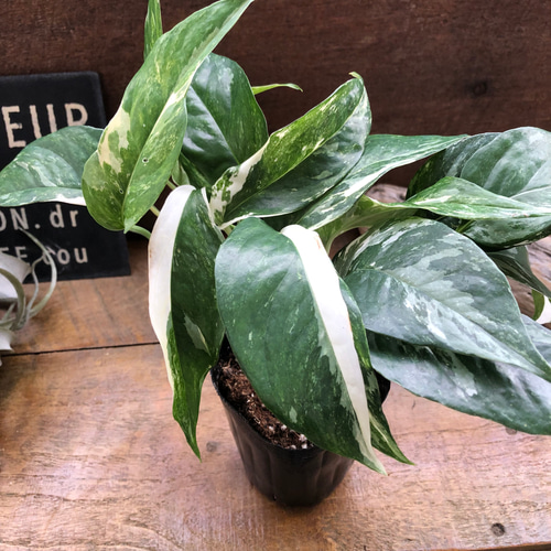 希少 エピプレナムピナツム ミント バリエガータ 楽天市場】おしゃれ