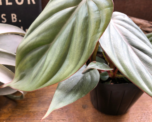 フィロデンドロン sp. クリスタルグリーン コロンビア アートフラワー