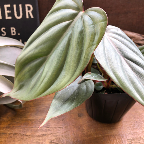 フィロデンドロン sp. クリスタルグリーン コロンビア アートフラワー