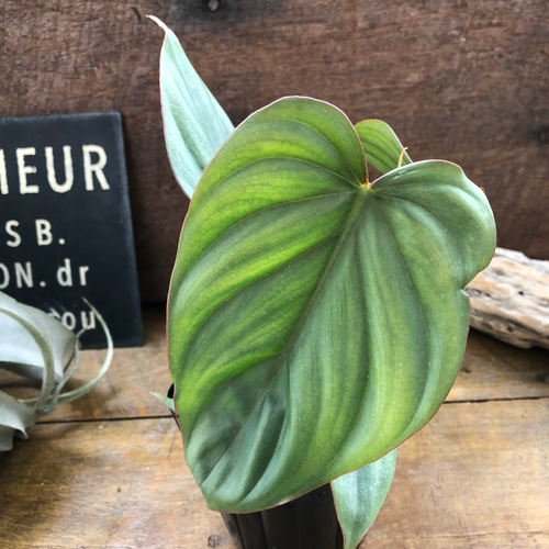 フィロデンドロン sp. クリスタルグリーン コロンビア アートフラワー