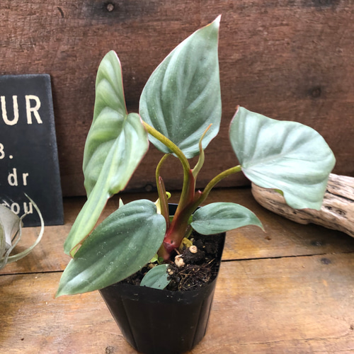 フィロデンドロン sp. クリスタルグリーン コロンビア アートフラワー