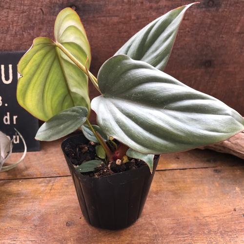 124 sp Colombia コロンビア　フィロデンドロン Philodendron SP Colombia Platinum – Unique Plant