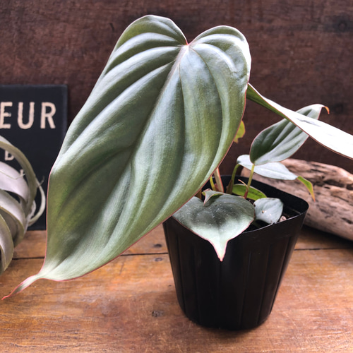 フィロデンドロン sp. クリスタルグリーン コロンビア アートフラワー