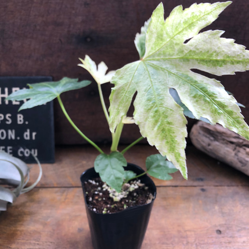 ヤツデ　スパイダーウェブ 楽天市場】ヤツデ 'スパイダー ウェブ' : おぎはら植物園