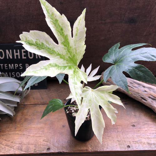 斑入り♡ヤツデ 『スパイダーウェブ』Fatsia japonica 'Spider's Web