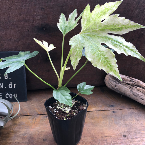 斑入り♡ヤツデ 『スパイダーウェブ』Fatsia japonica 'Spider's Web