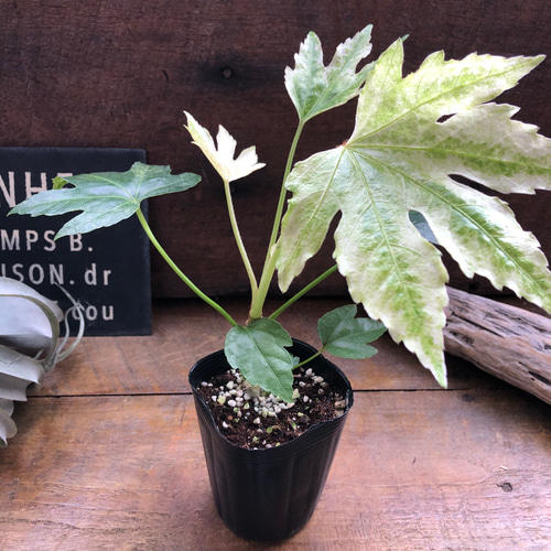 斑入り♡ヤツデ 『スパイダーウェブ』Fatsia japonica 'Spider's Web