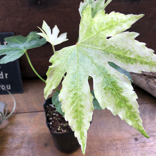 斑入り♡ヤツデ 『スパイダーウェブ』Fatsia japonica 'Spider's Web