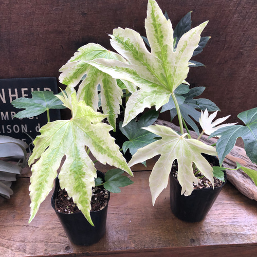 斑入り♡ヤツデ 『スパイダーウェブ』Fatsia japonica 'Spider's Web