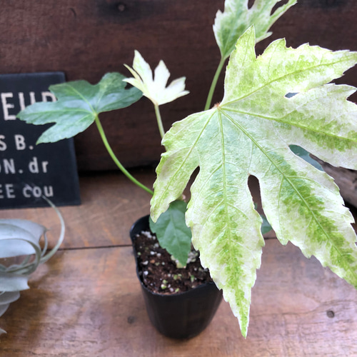 斑入り♡ヤツデ 『スパイダーウェブ』Fatsia japonica 'Spider's Web