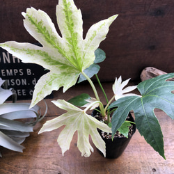 斑入り♡ヤツデ 『スパイダーウェブ』Fatsia japonica 'Spider's