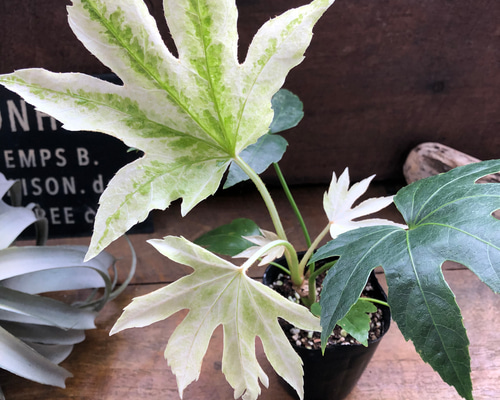 斑入り♡ヤツデ 『スパイダーウェブ』Fatsia japonica 'Spider's Web