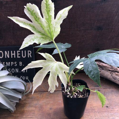 斑入り♡ヤツデ 『スパイダーウェブ』Fatsia japonica 'Spider's Web