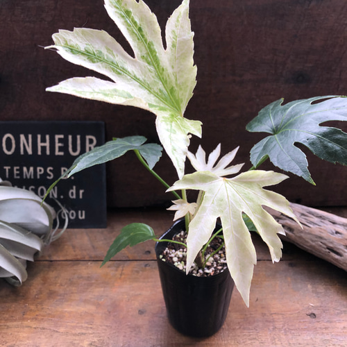 斑入り♡ヤツデ 『スパイダーウェブ』Fatsia japonica 'Spider's Web