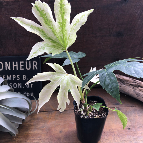 ヤツデ　スパイダーウェブ 楽天市場】ヤツデ 'スパイダー ウェブ' : おぎはら植物園