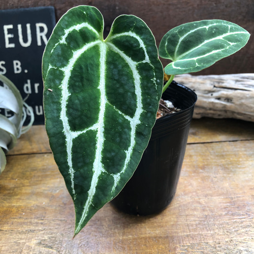 アンスリウム♡クリスタルナム♡キラキラ葉脈♡ガーデニング アート