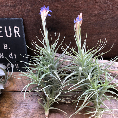 チランジア ベルゲリーTillandsia bergeri 花芽つき♡エアープランツ