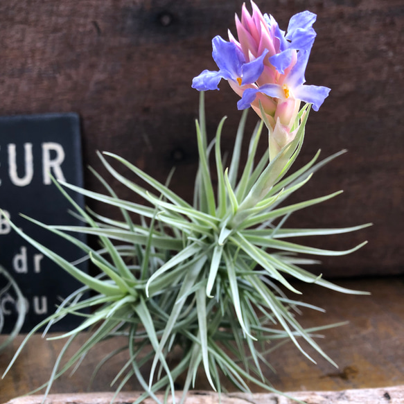 チランジア ベルゲリーTillandsia bergeri 花芽つき♡エアー