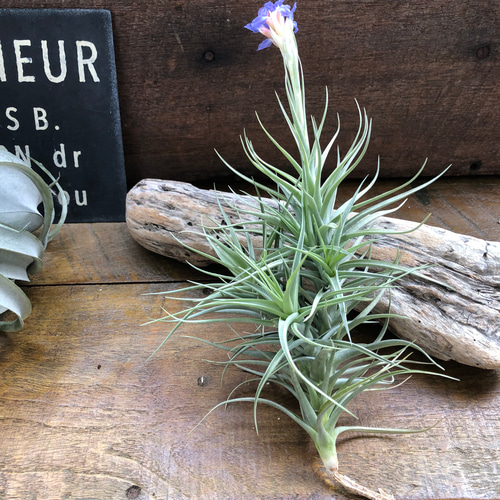 チランジア ベルゲリーTillandsia bergeri 花芽つき♡エアープランツ
