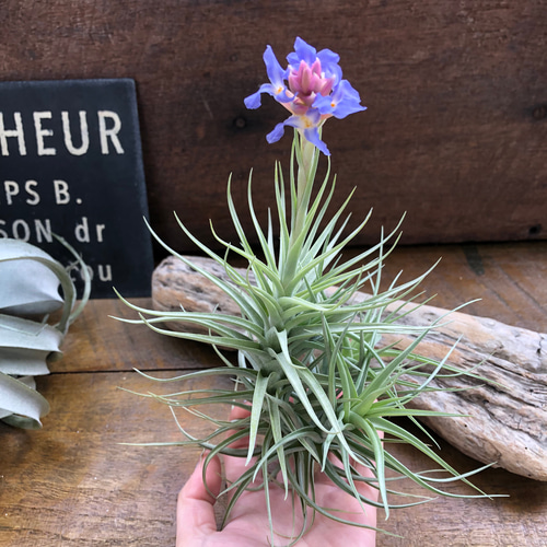 チランジア ベルゲリーTillandsia bergeri 花芽つき♡エアープランツ