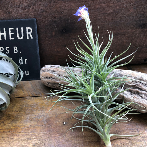 チランジア ベルゲリーTillandsia bergeri 花芽つき♡エアープランツ