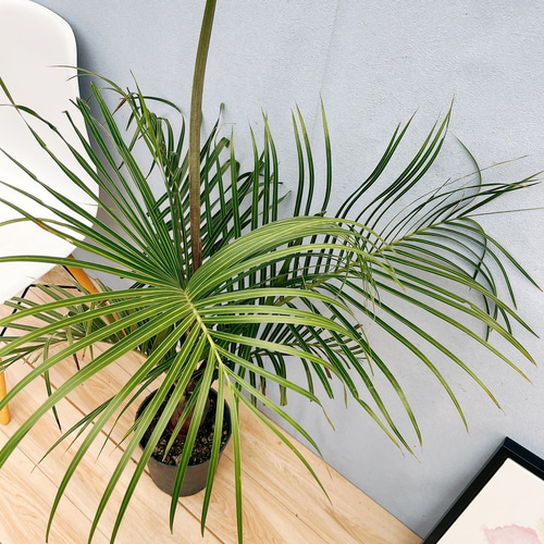 【現品】ミツヤヤシ　ミエミツヤシ（トライアングルパーム・三角ヤシ）　9号　は８番 現品】ミツヤヤシ ミエミツヤシ（トライアングルパーム・三角